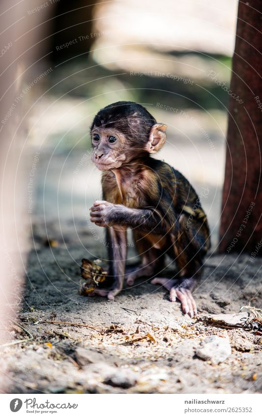 Affenbaby Tier Sommer Garten Park Wildtier Zoo Rhesusaffe Makake 1 Tierjunges beobachten Blick Spielen Fröhlichkeit natürlich Neugier niedlich wild Freude