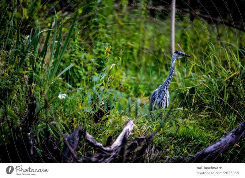 Graureiher Vogel Vogelbeobachtung Tier Tiergesicht Tierporträt Tierliebe Natur Naturschutzgebiet natürlich grün Gras Gebüsch Sträucher Schutzgebiet Wald