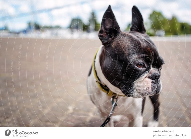 Ausflug Ferien & Urlaub & Reisen Tourismus Dorf Kleinstadt Hafenstadt Straße Tier Haustier Hund Tiergesicht Boston terrier französische Bulldogge 1 Stein