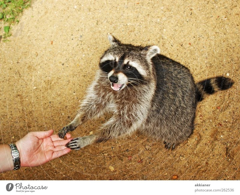 Tachchen!!! Umwelt Natur Pflanze Tier Urelemente Erde Sand Wildtier Tiergesicht Fell 1 hell Waschbär Farbfoto mehrfarbig Außenaufnahme Tag Licht