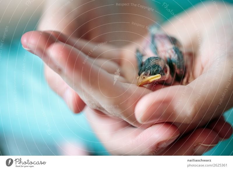 Jungvogel Spatz Mensch Hand Finger Umwelt Natur Tier Wildtier Tiergesicht Vogel Sperlingsvögel Schnabel 1 festhalten hocken klein nackt natürlich niedlich