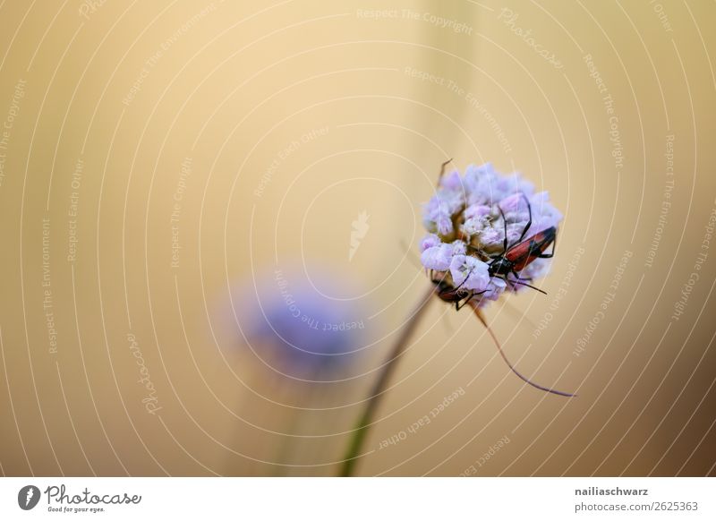 Käfer und Blume Raubwanze lila Natur Pflanze Blüte Farbfoto Nahaufnahme Frühling schön violett Außenaufnahme Garten Makroaufnahme grün Umwelt Umweltschutz