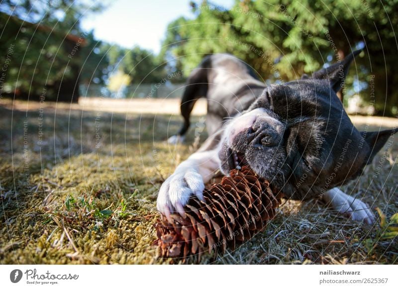 Boston Terrier Natur Landschaft Pflanze Gras Zapfen Garten Park Wiese Tier Haustier Hund französische Bulldogge 1 genießen Spielen lustig niedlich schön grün