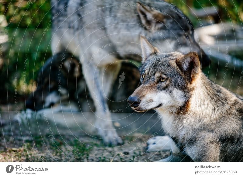 Wolf Umwelt Natur Tier Wildtier Tiergesicht Zoo Landraubtier Tiergruppe Rudel Tierfamilie beobachten entdecken Erholung Blick träumen Traurigkeit bedrohlich