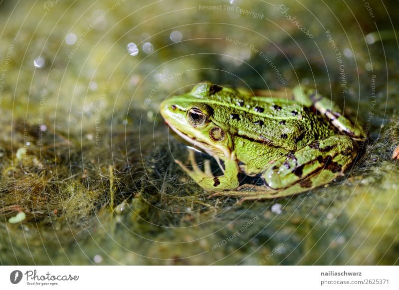 Frosch Tier Garten Moor Sumpf Teich See Wildtier Wasserfrosch 1 beobachten hocken Jagd liegen Blick warten nass natürlich schleimig wild Tierliebe Neugier