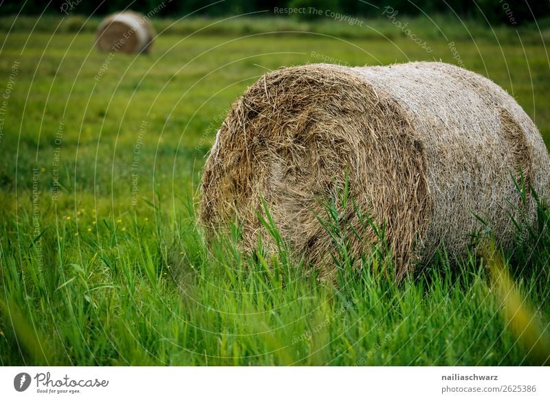 Heuballen Ferien & Urlaub & Reisen Tourismus Ausflug Sommer Sommerurlaub Landwirtschaft Forstwirtschaft Umwelt Natur Landschaft Pflanze Gras