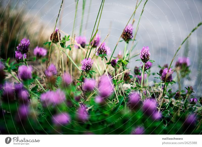 Rotkleeblüten Umwelt Natur Pflanze Frühling Sommer Blume Nutzpflanze Klee Kleeblüte Garten Wiese Feld Blühend Duft Wachstum frisch natürlich schön blau grün