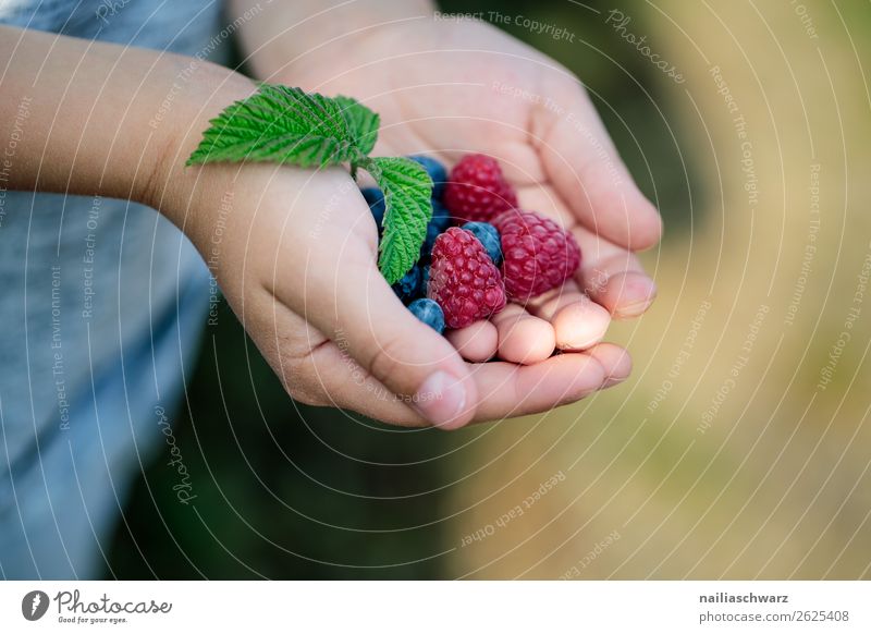 Himbeeren Lebensmittel Frucht Ernährung Lifestyle Ferien & Urlaub & Reisen Sommer Sommerurlaub Mensch Kind Hand 1 8-13 Jahre Kindheit Duft festhalten Gesundheit