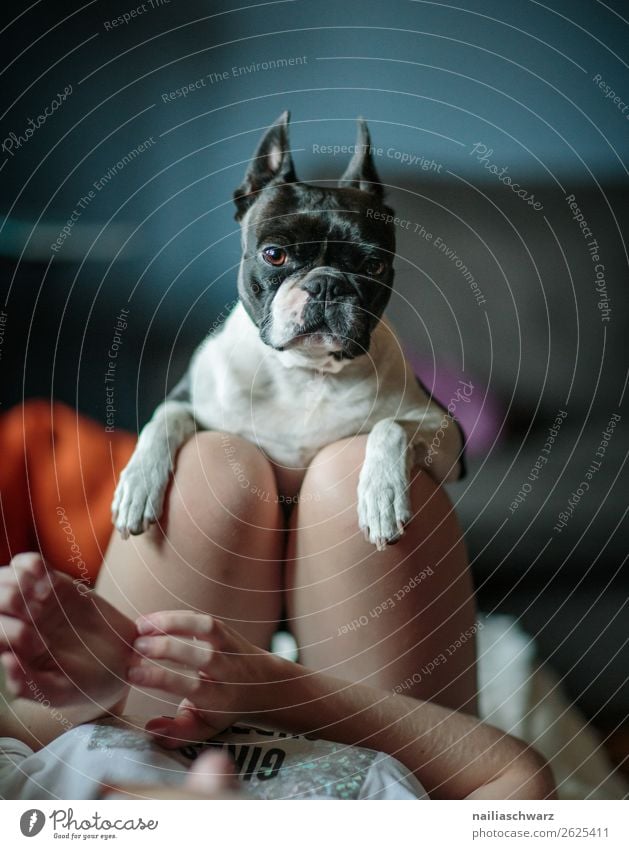 Freundinnen Mensch feminin Mädchen Körper Beine 1 Tier Hund Tiergesicht Boston Terrier französische Bulldogge festhalten Kommunizieren Blick Umarmen lustig