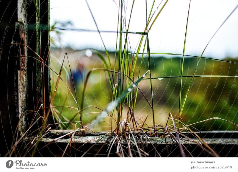 Vergänglichkeit Umwelt Natur Wassertropfen Sommer Gras Mecklenburg-Vorpommern Deutschland Europa Industrieanlage Fabrik Militärgebäude Fassade Fenster Tür Holz