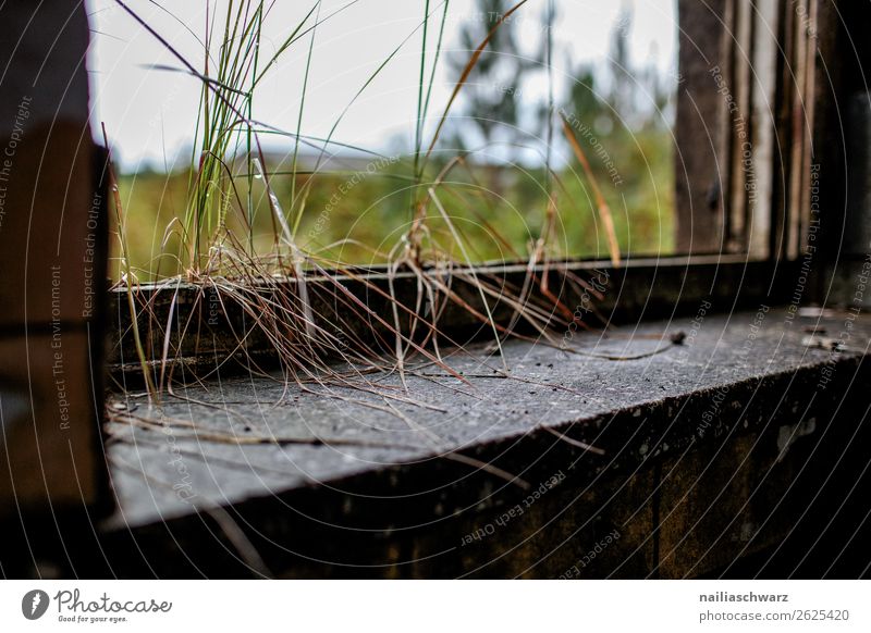 Verlassen Natur Pflanze Gras Grünpflanze Mecklenburg-Vorpommern Vogelsang-Warsin Deutschland Europa Menschenleer Haus Ruine Bauwerk Gebäude Architektur Kazerne