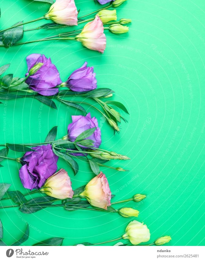 frische blühende Blumen Eustoma Lisianthus schön Sommer Feste & Feiern Natur Pflanze Blatt Blüte Blühend natürlich grün violett Frühling botanisch Hintergrund