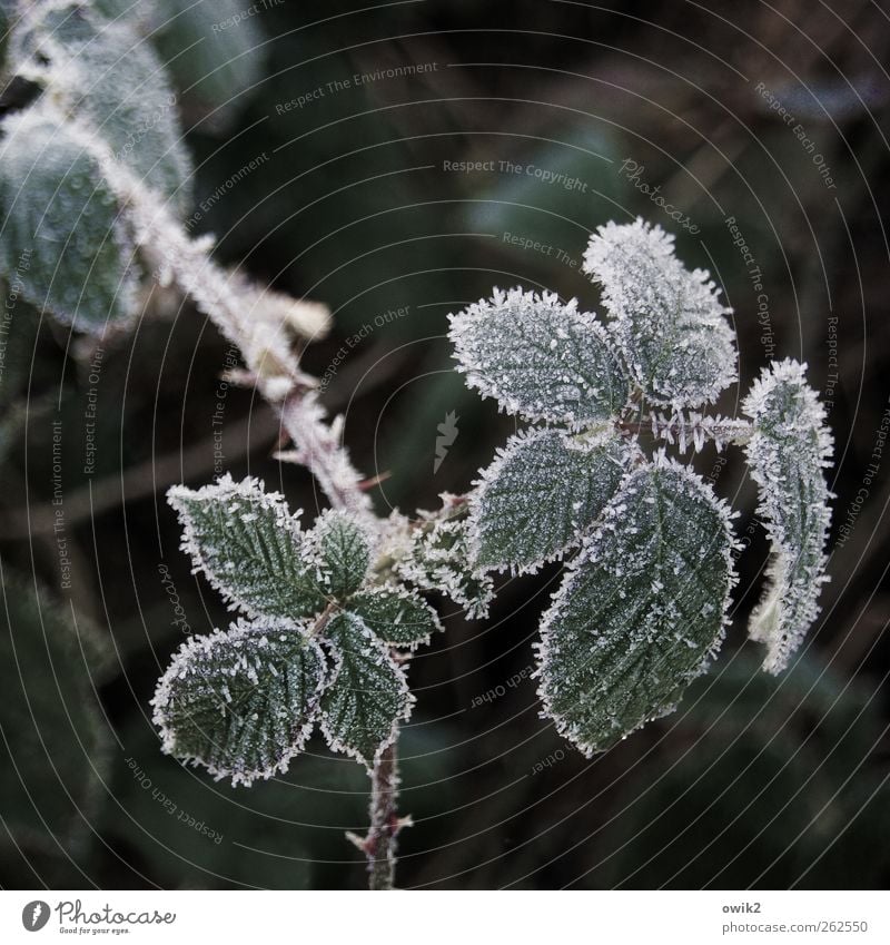 Flor Umwelt Natur Landschaft Pflanze Winter Klima Wetter Schönes Wetter Eis Frost Blatt Brombeerbusch frieren warten frisch kalt klein nah natürlich geduldig