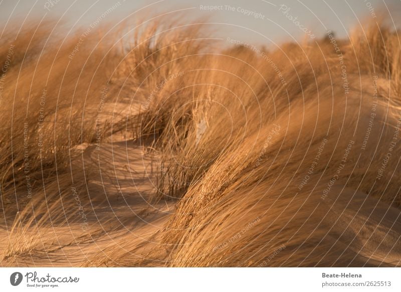 Am Strand Wellness Leben Natur Landschaft Urelemente Gras Küste Dünengras fliegen schaukeln Wachstum ästhetisch fantastisch wild gold Lebensfreude Stranddüne