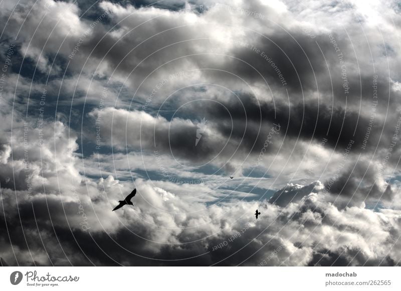 und es wird Regen geben Umwelt Himmel Wolken Gewitterwolken Klima Klimawandel Wetter schlechtes Wetter Unwetter Vogel Stimmung chaotisch Ende Endzeitstimmung