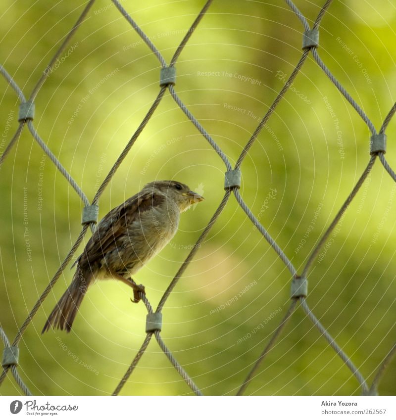 Zaungast Natur Tier Wildtier Vogel 1 beobachten entdecken Blick sitzen braun grün silber Neugier Farbfoto Außenaufnahme Nahaufnahme Muster Menschenleer