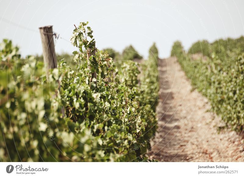 Der Weinberg XIV Umwelt Natur Landschaft Pflanze Klima Schönes Wetter braun grün Weinlese Landwirtschaft Süden Frankreich Südfrankreich Frucht anbauen Reihe