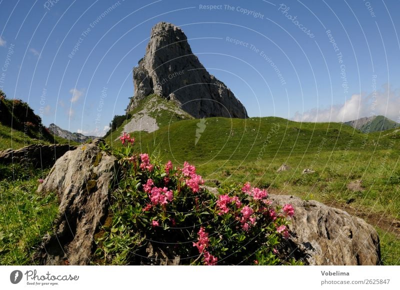 Schmalstöckli Natur Landschaft Pflanze Sommer Schönes Wetter Blume Alpen Berge u. Gebirge Gipfel blau braun mehrfarbig grün rosa schwarz schmalstöckli Schweiz