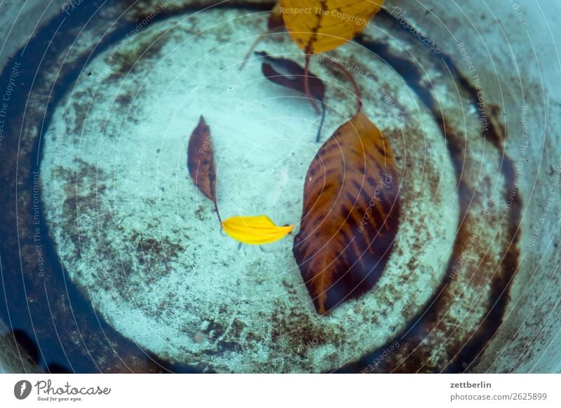 Blätter im Eimer Herbst Blatt Herbstlaub Schalen & Schüsseln Wasser Behälter u. Gefäße Im Wasser treiben Kirschbaum Oktober November Menschenleer Textfreiraum