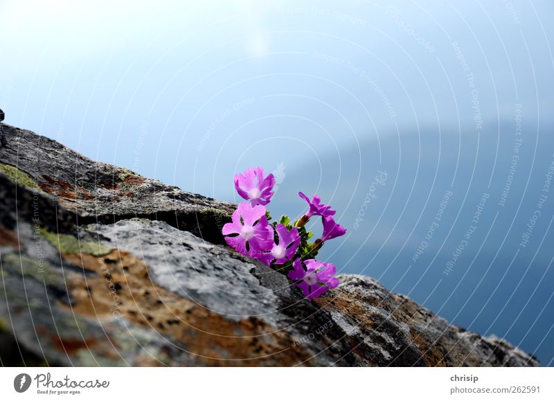 lila Alpenblümchen Umwelt Natur Landschaft Pflanze Himmel Schönes Wetter Blume Blüte Wildpflanze Felsen Duft blau braun grau violett Freiheit Idylle