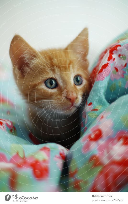 Tilda Tier Haustier Katze 1 Tierjunges Spielen Tierliebe Opferbereitschaft Hilfsbereitschaft Neugier Katzenbaby kitten ginger rot Bettwäsche blau rosa Auge