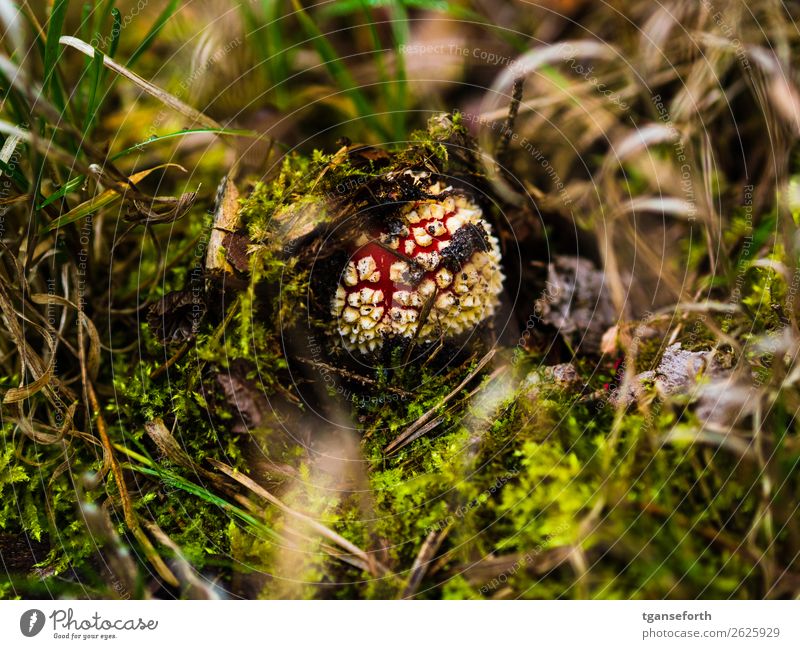 Fliegenpilz Natur Pflanze Herbst Wildpflanze Wald Wachstum frisch schön Idylle Umwelt Gift Moos Farbfoto Außenaufnahme Nahaufnahme Detailaufnahme Menschenleer