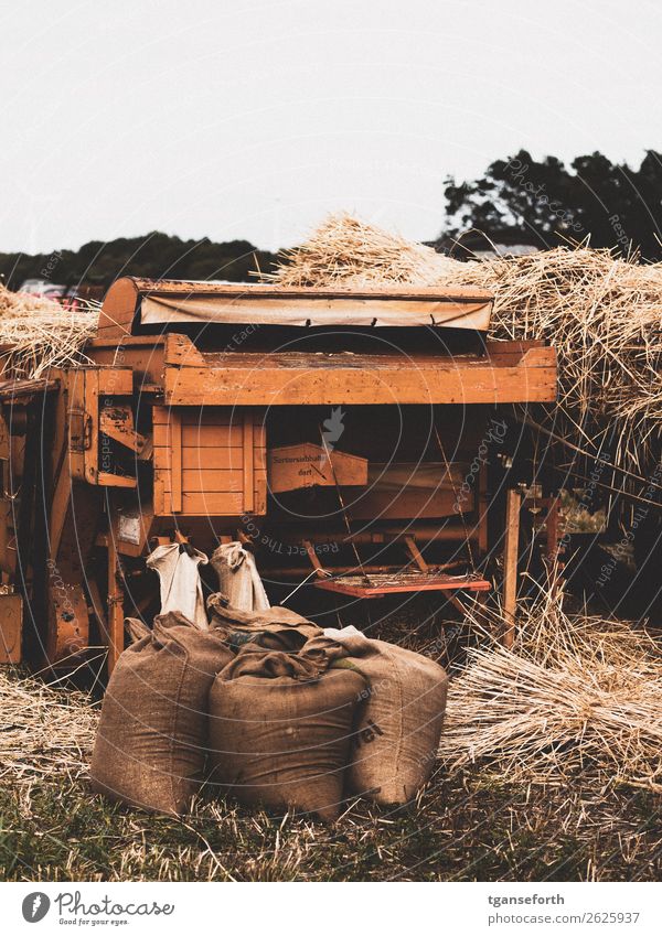 Ernte Beruf Wirtschaft Landwirtschaft Forstwirtschaft Maschine Technik & Technologie Sommer Herbst Pflanze Nutzpflanze Feld Sack alt braun Heu Getreide dreschen