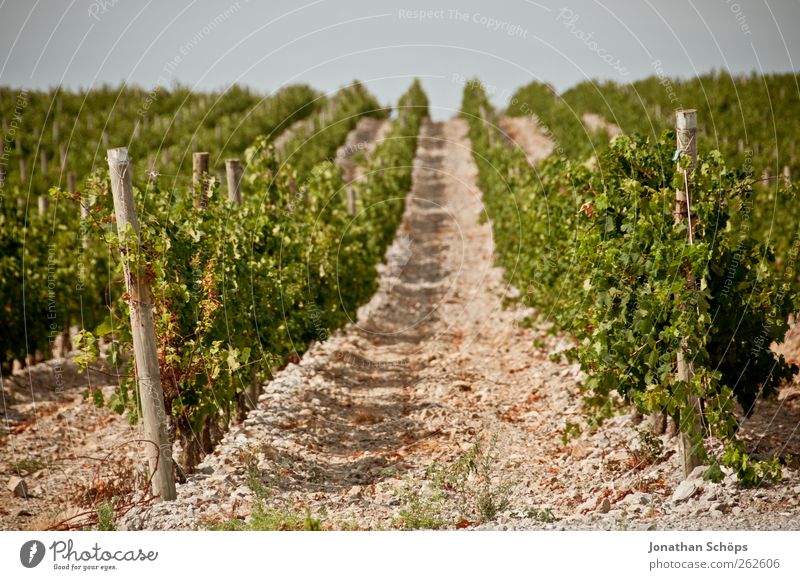 Der Weinberg XV Umwelt Natur Landschaft Pflanze Schönes Wetter braun grün Weinlese Reihe Wege & Pfade Mitte Landwirtschaft Ordnung Holzpfahl Produktion