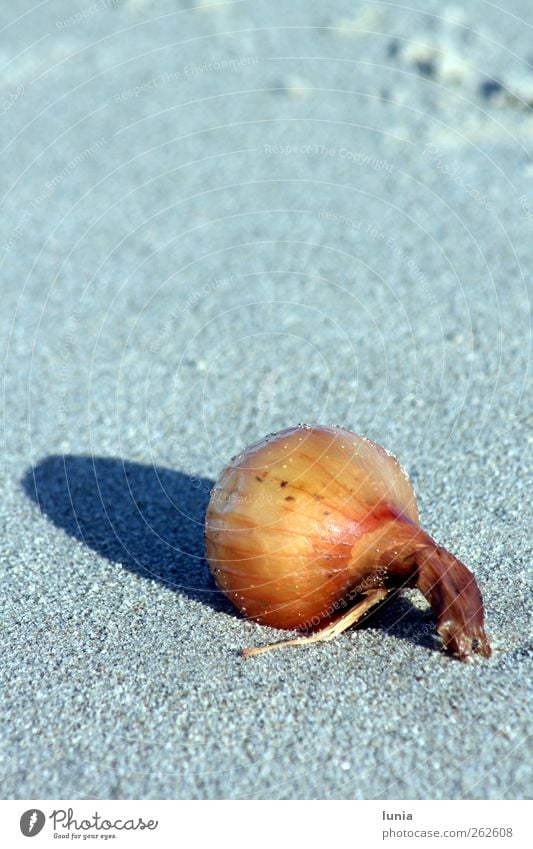 Gestrandet Gemüse Zwiebel Sand Nordsee Meer Strand liegen Strandgut Farbfoto Außenaufnahme Licht Schatten Sonnenlicht