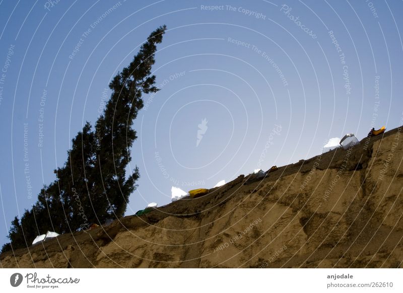 Abwehr Wolkenloser Himmel Sonne Sonnenlicht Schönes Wetter Baum Grünpflanze Garten Park Mauer Wand Stein Glas Schutzschild Aggression bedrohlich eckig glänzend