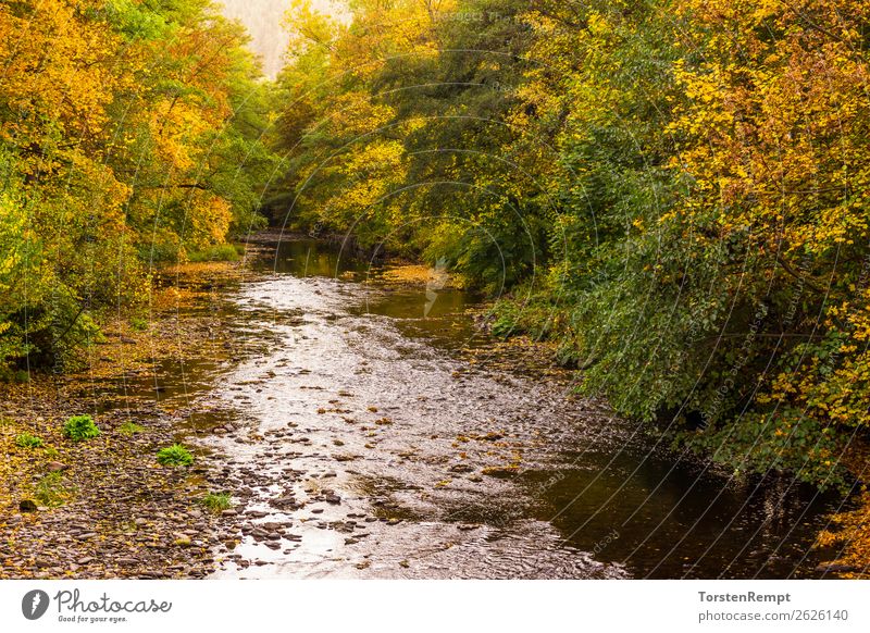 Am Fluss Natur Landschaft Pflanze Wasser Herbst Wald Wellen mehrfarbig gelb grün orange rot Bad Blankenburg Flusslandschaft Landkreis Saalfeld-Rudolstadt