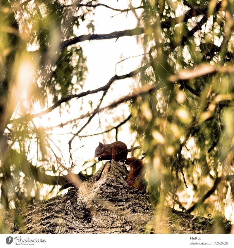 Om nom nom Umwelt Natur Pflanze Tier Herbst Baum Blatt Wildtier 1 Fressen sitzen frei niedlich wild braun gelb grün Eichhörnchen Nagetiere verstecken Ast