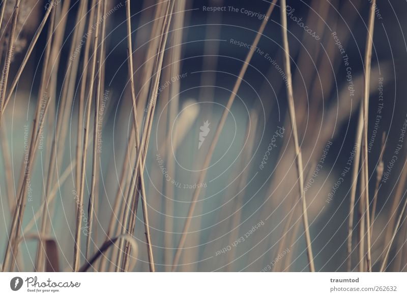 Schilf. Umwelt Natur Landschaft Pflanze Tier Herbst Gras Sträucher Farn Uferpflanze Uferbewuchs Park Wiese Feld Küste Flussufer Wetzlar Lahnau Menschenleer