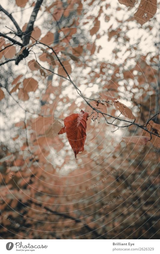 Am seidenen Faden Umwelt Natur Pflanze Herbst Wind Baum Blatt Park Wald alt fallen hängen einfach einzigartig natürlich gelb rot Kraft achtsam stagnierend