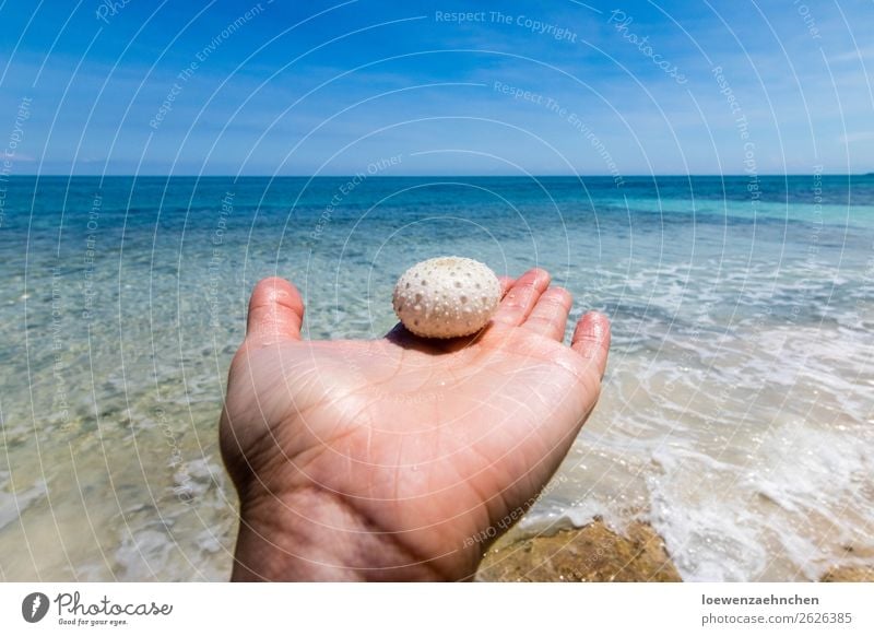 Seeigel in der Karibik Hand Natur Sand Wasser Sommer Schönes Wetter Strand Meer Totes Tier 1 beobachten entdecken Ferien & Urlaub & Reisen außergewöhnlich