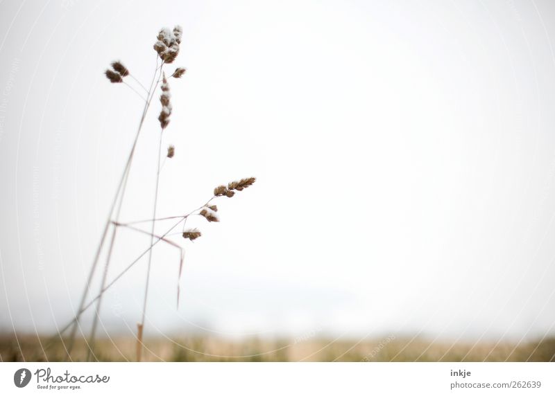 Gräser Umwelt Natur Landschaft Pflanze Luft Himmel Sommer Herbst Winter Gras Wildpflanze Samenpflanze Wiese Feld Stadtrand Menschenleer dünn einfach lang trist