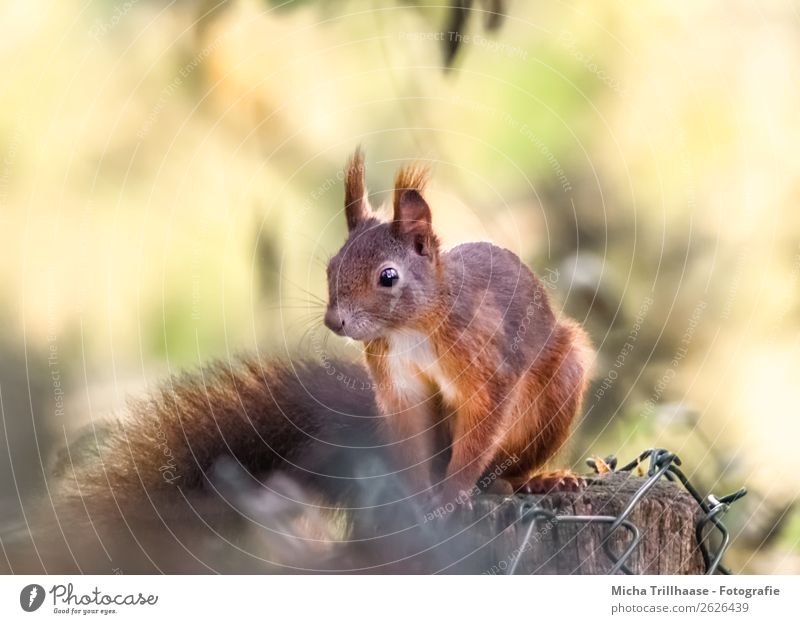 Eichhörnchen im Sonnenschein Natur Tier Sonnenlicht Schönes Wetter Wildtier Tiergesicht Fell Krallen Pfote Schwanz Auge 1 Zaunpfahl beobachten Erholung glänzend