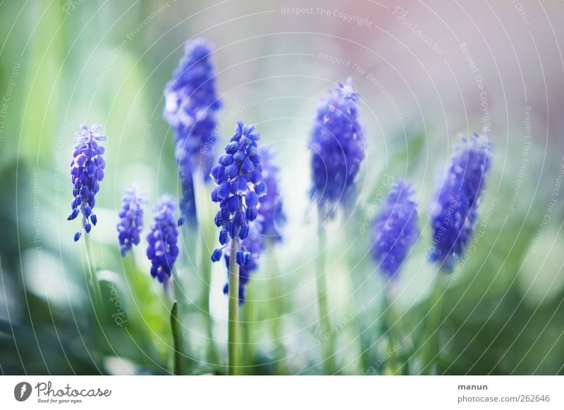 Traubenhyazinthen Natur Frühling Pflanze Blume Blüte Frühlingsblume Frühlingsfarbe Hyazinthe natürlich blau Frühlingsgefühle Farbfoto Außenaufnahme Menschenleer