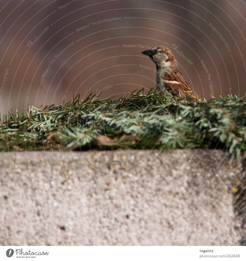 Neugieriger Spatz Natur Tier Tannenzweig Mauer Wand Wildtier Vogel Sperlingsvögel 1 beobachten Blick braun grau grün Sicherheit Schutz Farbfoto Außenaufnahme