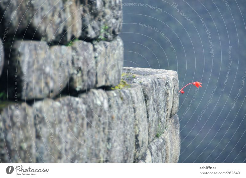 Mauerblümchen Bauwerk Wand Sehenswürdigkeit Wahrzeichen Denkmal Blühend Steinmauer Steinwand Machu Pichu Blume Blüte Blütenstiel rot frei Tiefenschärfe