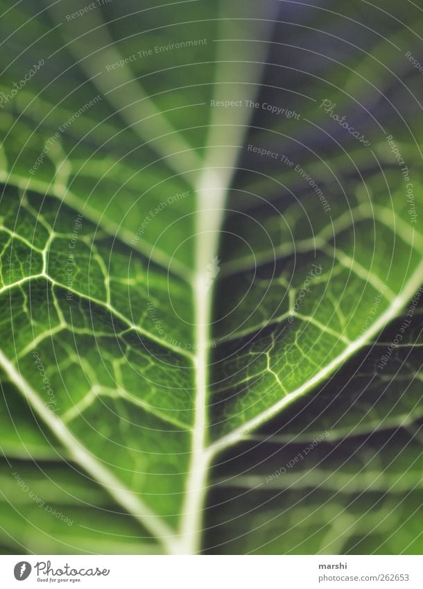 grünes Blut Natur Pflanze Blatt Blattadern Strukturen & Formen Unschärfe Schwache Tiefenschärfe Detailaufnahme Makroaufnahme Farbfoto Außenaufnahme Menschenleer