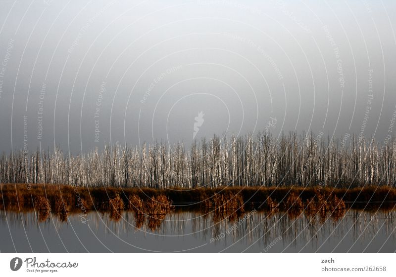 Stammesversammlung Natur Landschaft Wasser Himmel Herbst Winter Pflanze Baum Birke Birkenwald Seeufer dunkel grau Endzeitstimmung Vergänglichkeit Außenaufnahme