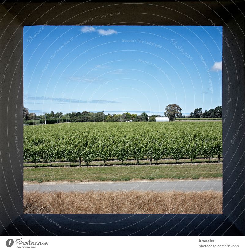 Marlborough Country New Zealand 1 Landschaft Pflanze Himmel Sommer Wetter Schönes Wetter Baum Gras Grünpflanze Feld blau grün Farbe Farbfoto Tag Licht Schatten