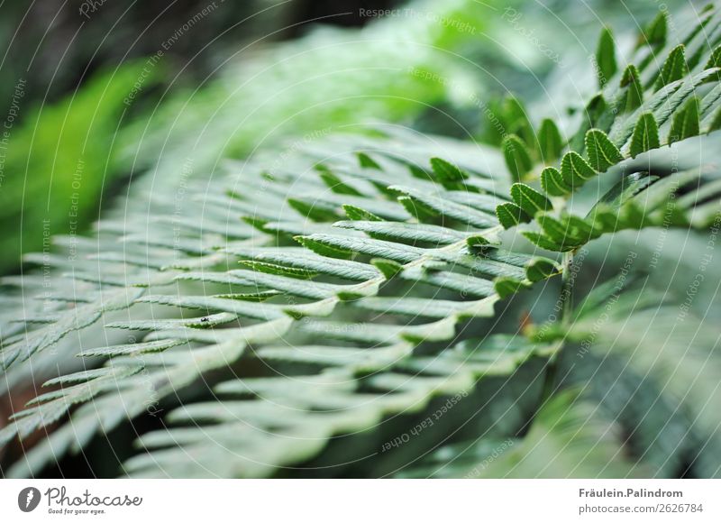 Farn. Umwelt Natur Pflanze Klimawandel Gras Sträucher Blatt Grünpflanze Wildpflanze exotisch Garten Wiese Feld Urwald atmen wandern Umweltverschmutzung