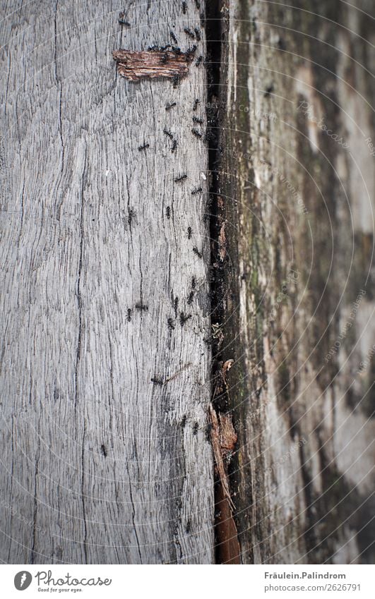 Ameisen natur frei wild baum wald krabbeln Käfer Tier Nahaufnahme Makroaufnahme essen Nahrung Gruppe Zusammensein Stamm