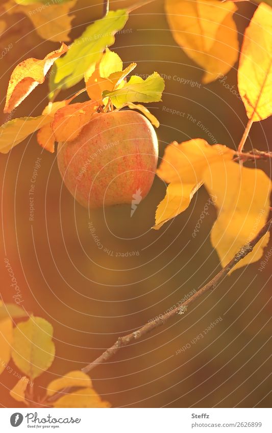 ein Apfel, wie vergoldet Frucht Gartenobst Obst Bio organisch goldenes Licht lichtvoll Lichtschein Herbstlicht Sonnenlicht Oktober goldener Oktober sonnig