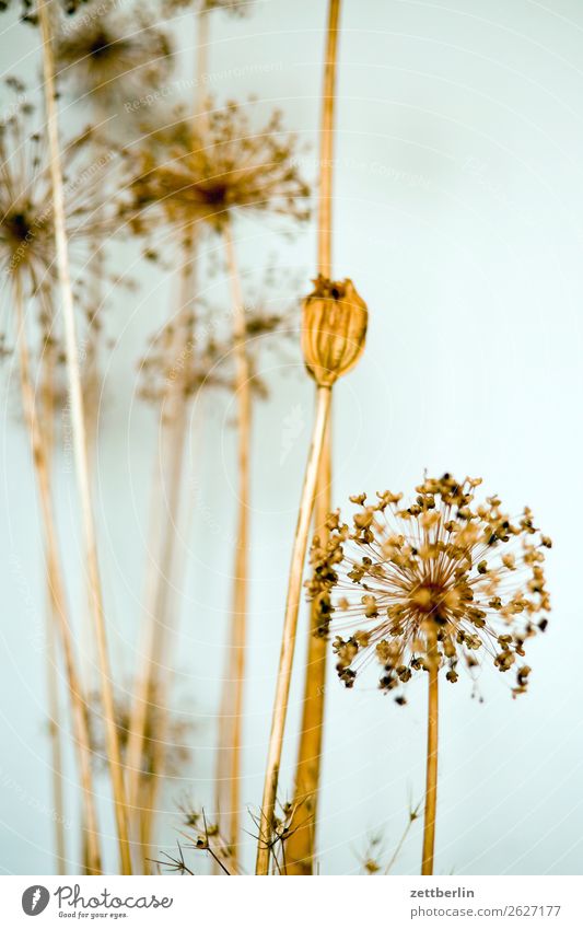 Getrocknete Blumen Blüte Doldenblüte Stroh Strohblume Dekoration & Verzierung Herbst Nebensaison Raum Innenarchitektur Wohnzimmer Ambiente Tiefenschärfe Spargel