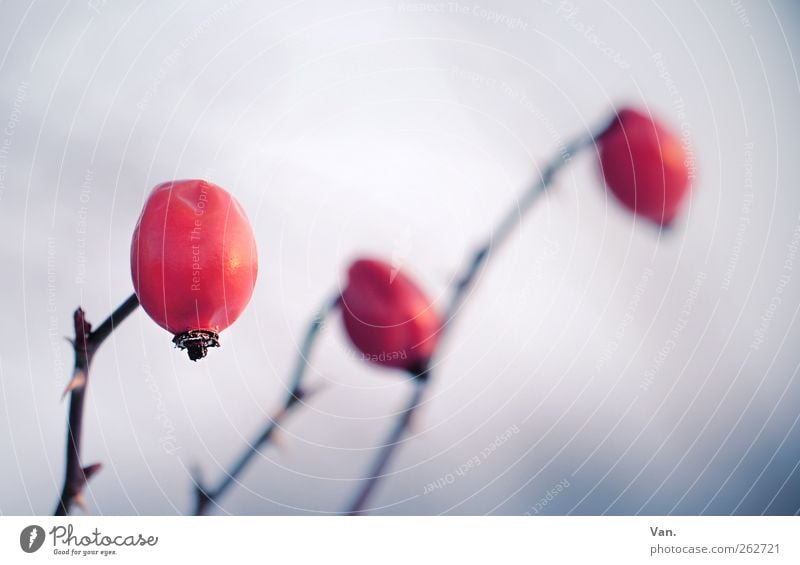 Rosa canina Natur Pflanze Winter Sträucher Hagebutten Dorn Stengel Zweig Wiese kalt blau rot 3 Farbfoto Gedeckte Farben Außenaufnahme Nahaufnahme Detailaufnahme