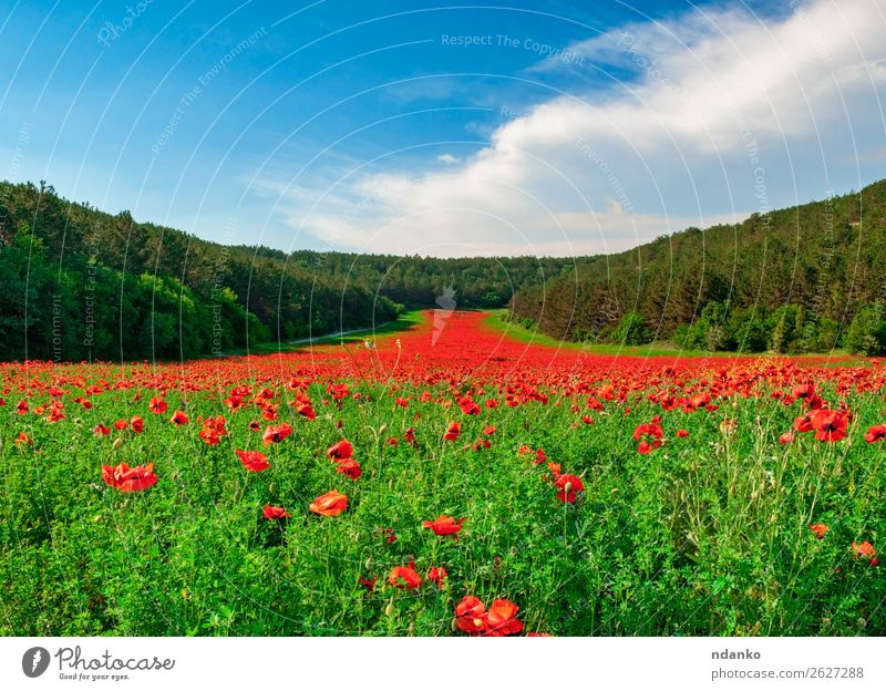 Tal mit vielen blühenden roten Mohnblumen. Ferien & Urlaub & Reisen Sommer Garten Natur Landschaft Pflanze Himmel Frühling Baum Blume Gras Blatt Blüte Wiese