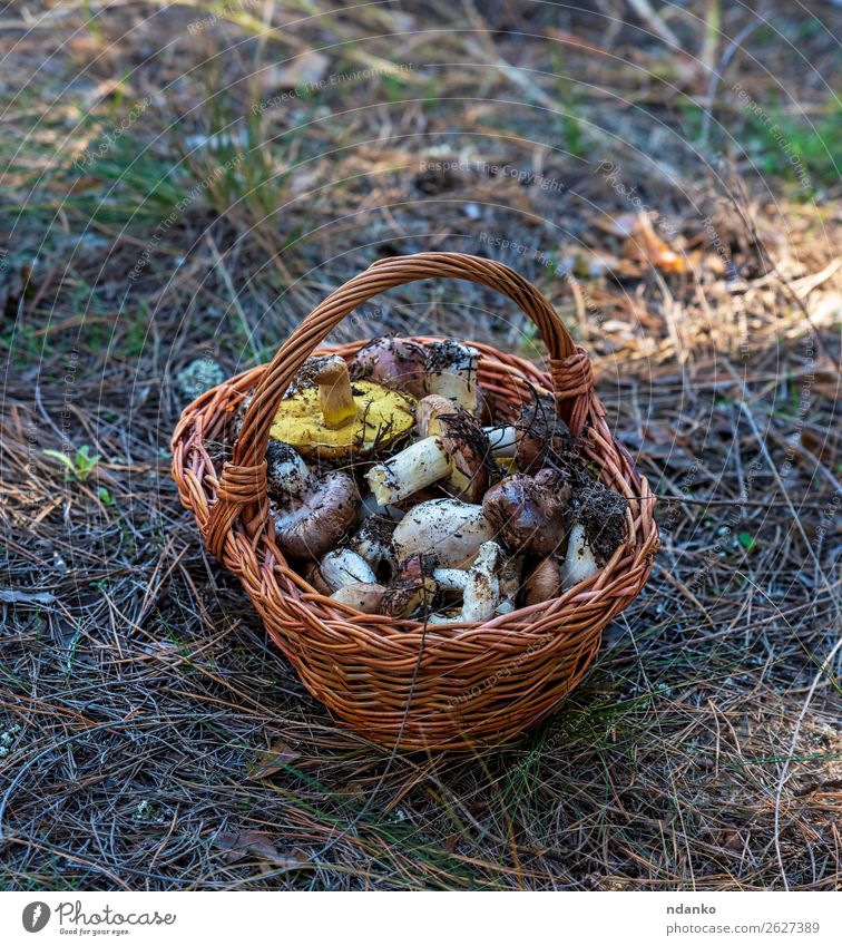 essbare Waldpilze in einem braunen Weidenkorb Gemüse Vegetarische Ernährung Natur Herbst Gras frisch natürlich wild gelb grün weiß Hintergrund Korb Lebensmittel